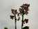 Phalaenopsis Banana Chocolate 'Peloric' (2 Rispen)