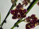Phalaenopsis Banana Chocolate 'Peloric' (2 Rispen)