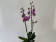 Phalaenopsis Magic Molly (2 Rispen)