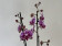 Phalaenopsis Magic Molly (2 Rispen)