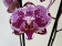 Phalaenopsis Magic Molly (2 Rispen)