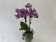 Phalaenopsis Blueberry Ice Cream 'Peloric' (2 Rispen)
