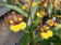 Oncidium Rainer