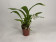 Cochleanthes Snowflake