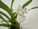 Cochleanthes Snowflake
