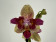 Phalaenopsis Fancy Freckles 'Triple Lips' (2 Rispen)