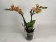 Phalaenopsis Little Papagayo (2 Rispen)