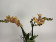 Phalaenopsis Little Papagayo (2 Rispen)