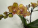 Phalaenopsis Little Papagayo (2 Rispen)