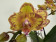 Phalaenopsis Little Papagayo (2 Rispen)