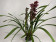 Cymbidium Red Beauty Roy