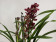 Cymbidium Red Beauty Roy