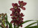 Cymbidium Red Beauty Roy