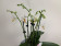 Phalaenopsis Minimark (4-5 Rispenansätze)