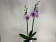 Phalaenopsis Leopard Prince 'Big Lip' (2 Rispen)