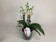 Phalaenopsis Minimark (4-5 Rispenansätze)