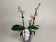 Phalaenopsis Minimark (2-3 Rispenansätze)
