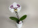 Phalaenopsis Big Singolo 'Owari' (1 Blüte, inkl. Übertopf)