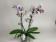 Phalaenopsis Marie Antoinette (2 Rispen)