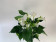 Anthurium White Champion (17 cm Topf)