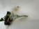 Bulbophyllum medusae (Importpflanze)
