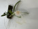 Bulbophyllum medusae (Importpflanze)