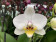 Phalaenopsis Coconut