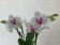 Phalaenopsis Bouguetto Passione