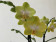 Phalaenopsis Arezzo (2 Rispen)