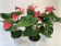 Anthurium Spar-Set 'Pink Champion' (3 Pfl. im 12 cm Topf)
