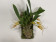 Masdevallia Angel Frost x murex