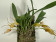 Masdevallia Angel Frost x murex