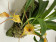 Masdevallia Angel Frost x murex