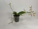 Phalaenopsis pallens