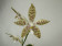 Phalaenopsis pallens