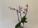 Phalaenopsis Denver (3 Rispen)