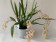 Oncidium Tiny Twinkle 'Rose Island'