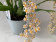 Oncidium Tiny Twinkle 'Rose Island' (3 Rispen)