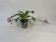 Phalaenopsis lueddemaniana