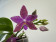 Phalaenopsis lueddemaniana