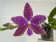 Phalaenopsis lueddemaniana