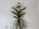 Vanda sanderiana (in Knospe / Blüte)