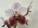 Vanda sanderiana (in Knospe / Blüte)