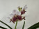 Vanda sanderiana (in Knospe / Blüte)