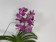 Vanda Deep Blush (in Blüte/Knospe)