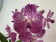 Vanda Deep Blush (in Blüte/Knospe)