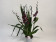 Burrageara Barrocco Red (3-4 Rispen)