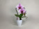 Phalaenopsis Swan 'Blush' (1 Rispe, inkl. Übertopf)