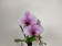Phalaenopsis Swan 'Blush' (1 Rispe, inkl. Übertopf)