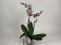 Phalaenopsis Carola (2-3 Rispen)
